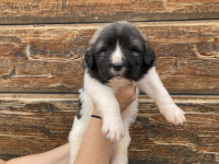 black puppy