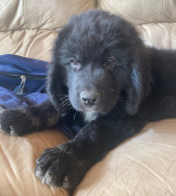 purple puppy