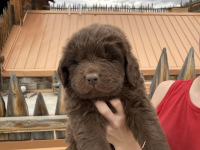 lightblue puppy