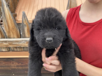 lightgreen puppy