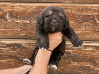 orange puppy