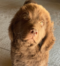 pink puppy