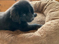 tan puppy